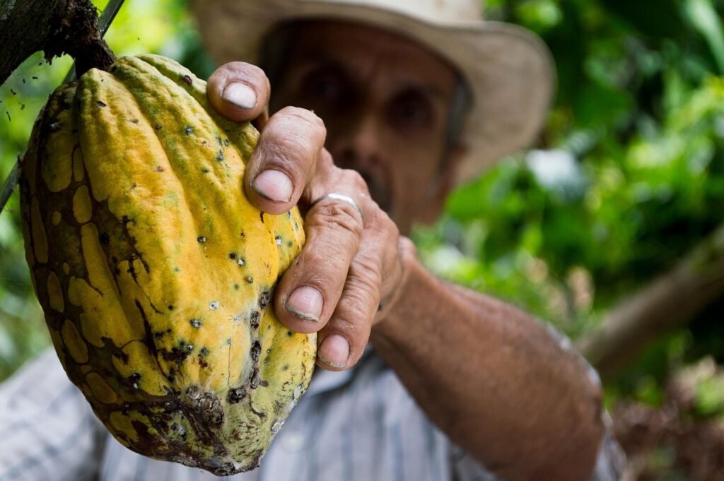 cocoa, men,farmer, hand, fruit, cocoa, cocoa, cocoa, cocoa, cocoa, colombia, colombia